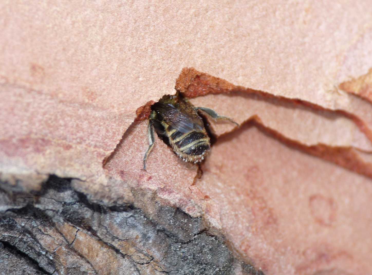 Osmia sp. o Hoplitis sp. rifugiate in un buco nel legno